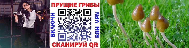 МЕГА как зайти Свирск Псилоцибиновые грибы Psilocybine cubensis купить закладку